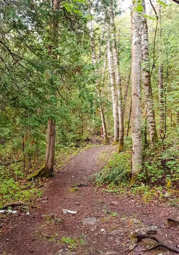 kanada algonquin park wald kanada algonquin park wald