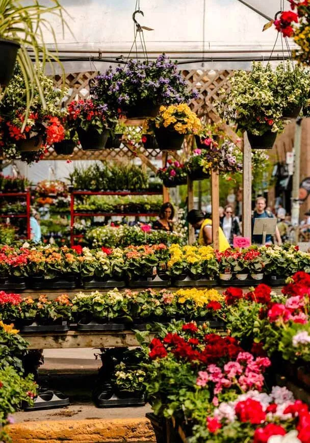 kanada montreal jean talon market Kanada Montreal Jean-Talon Market