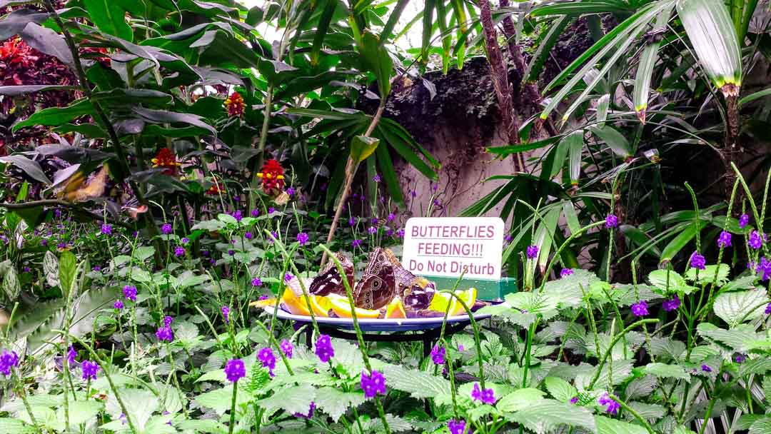 kanada niagarafaelle butterfly conservatory Kanada Niagarafälle Butterfly Conservatory