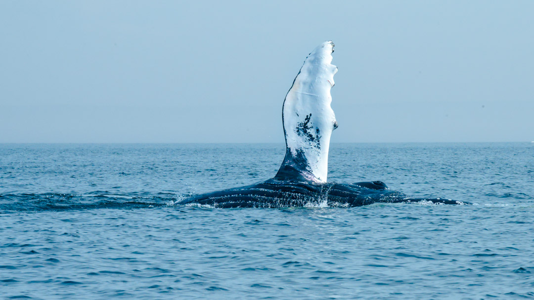 Kanada Tadoussac Whale Watching Humpback