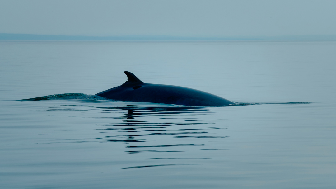 kanada tadoussac whale watching Kanada Tadoussac Whale Watching