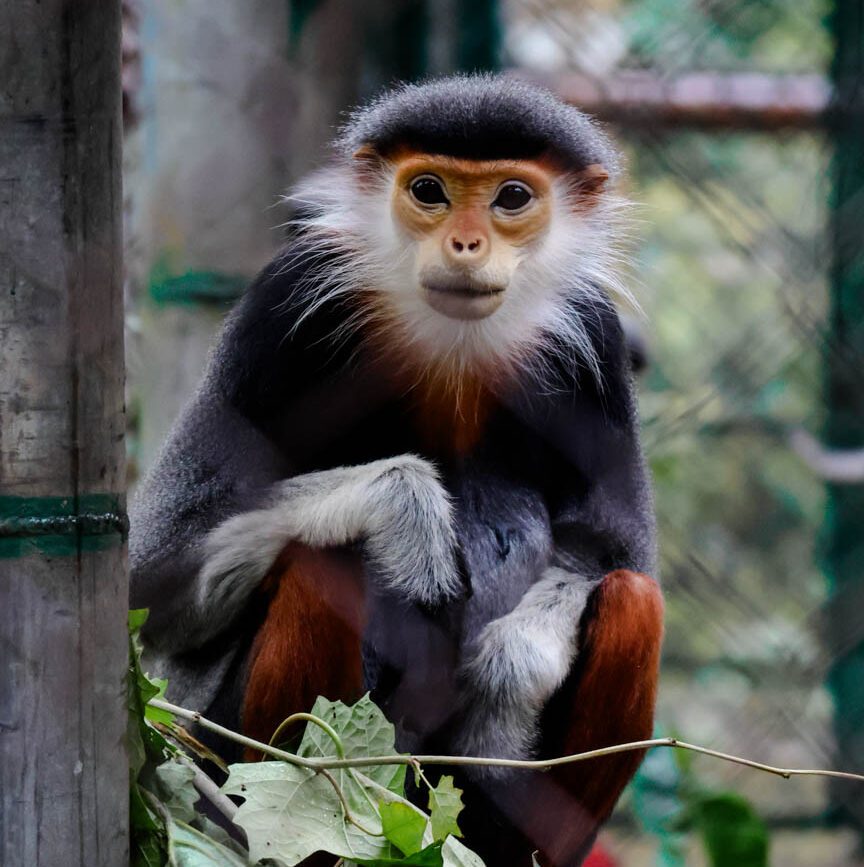 monkey rescue center rotschenkliger kleideraffe in vietnam
