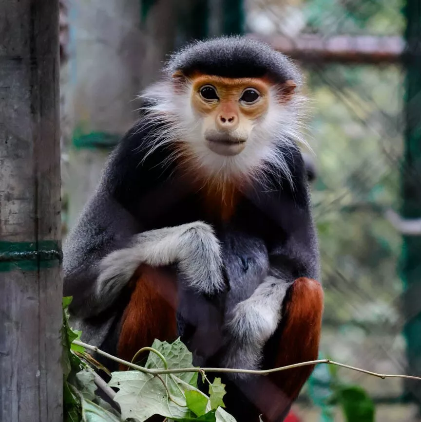 monkey rescue center rotschenkliger kleideraffe in vietnam monkey rescue center rotschenkliger kleideraffe in vietnam