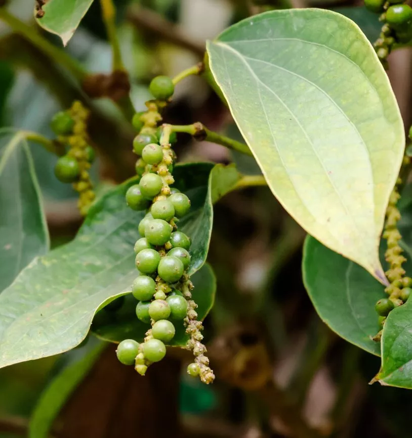 pfefferpflanze auf phu quoc in vietnam pfefferpflanze auf phu quoc in vietnam