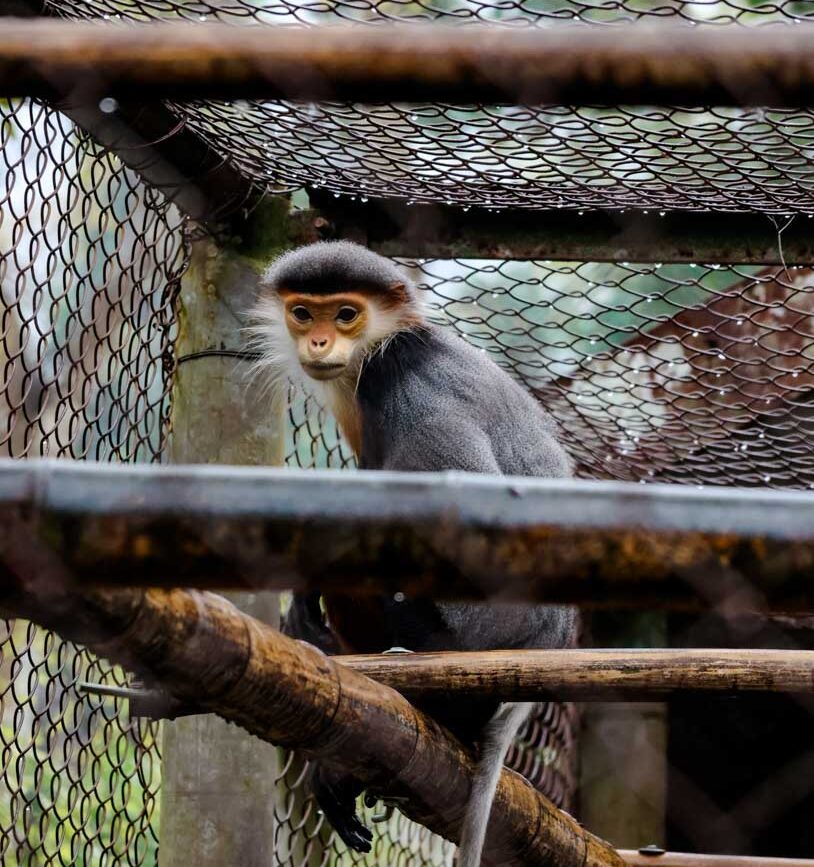 red shanked langure im rescue center vietna