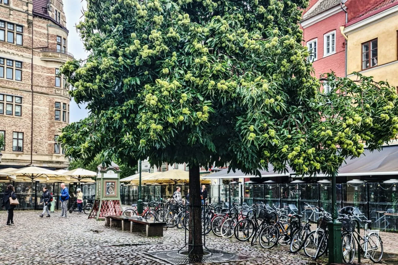 schweden lund innenstadt schweden lund innenstadt