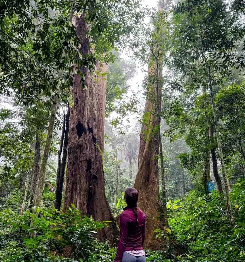 tagesausflug in tam coc zum cuc phuong nationalpark tagesausflug in tam coc zum cuc phuong nationalpark