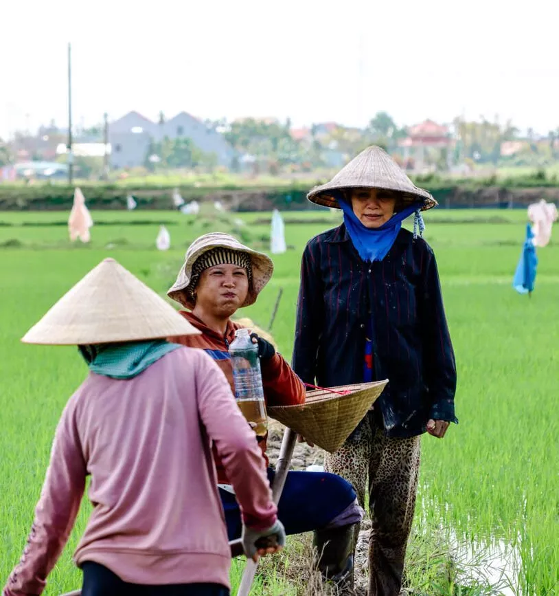 drei menschen mit vietnamesischen hueten arbeiten im reisfeld