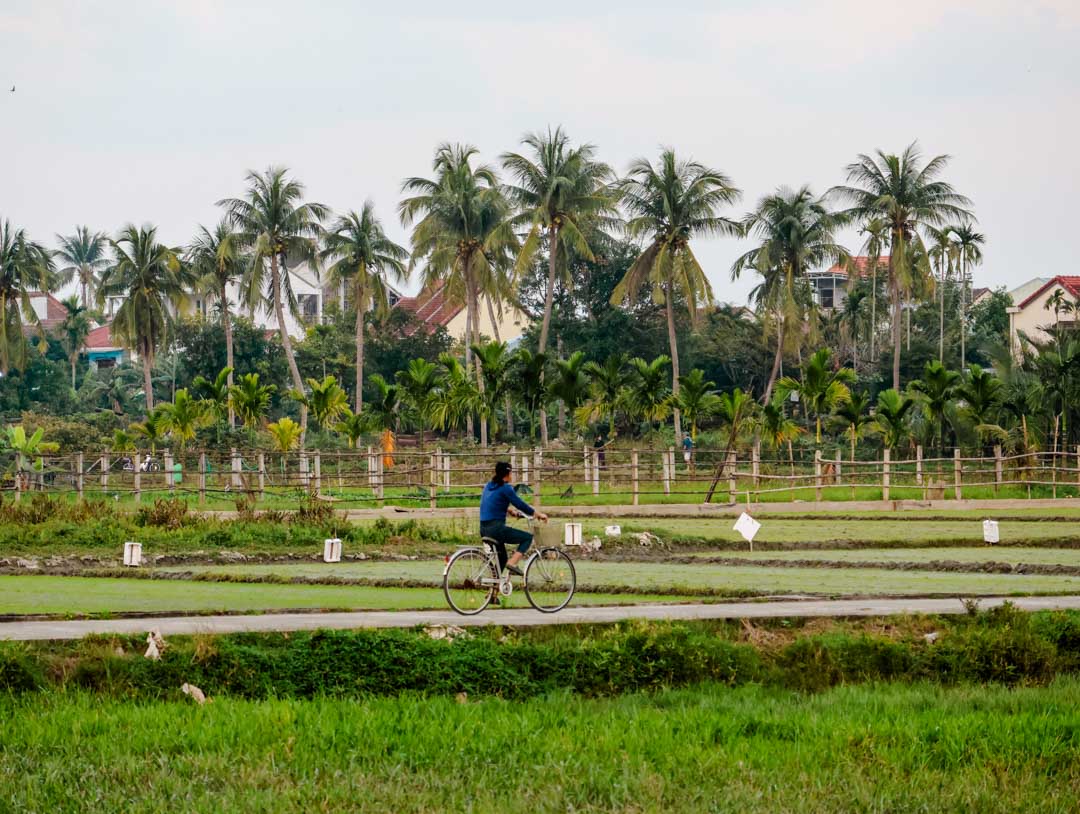 fahrradtour durch reisfelder in hoi an vietnam Fahrradtour durch Reisfelder in Hoi An, Vietnam