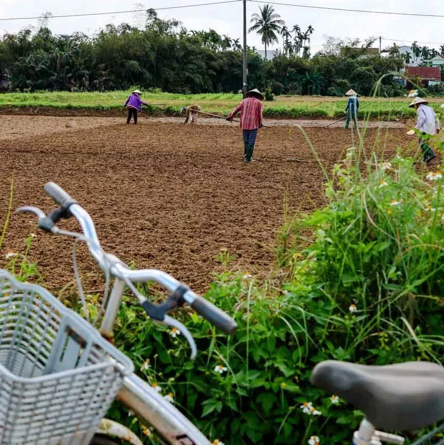 menschen arbeiten auf einem feld in hoi an fahrrad