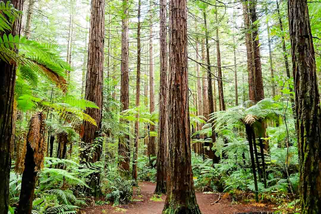 neuseeland nordinsel rotorua whakarewarewa forest neuseeland nordinsel rotorua whakarewarewa forest