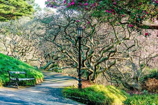neuseeland nordinsel wellington botanischer garten neuseeland nordinsel wellington botanischer garten