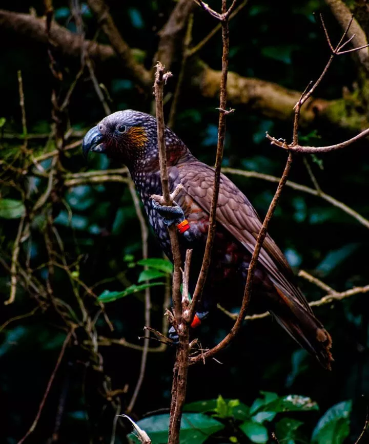 neuseeland nordinsel wellington zealandia Neuseeland Nordinsel Wellington Zealandia