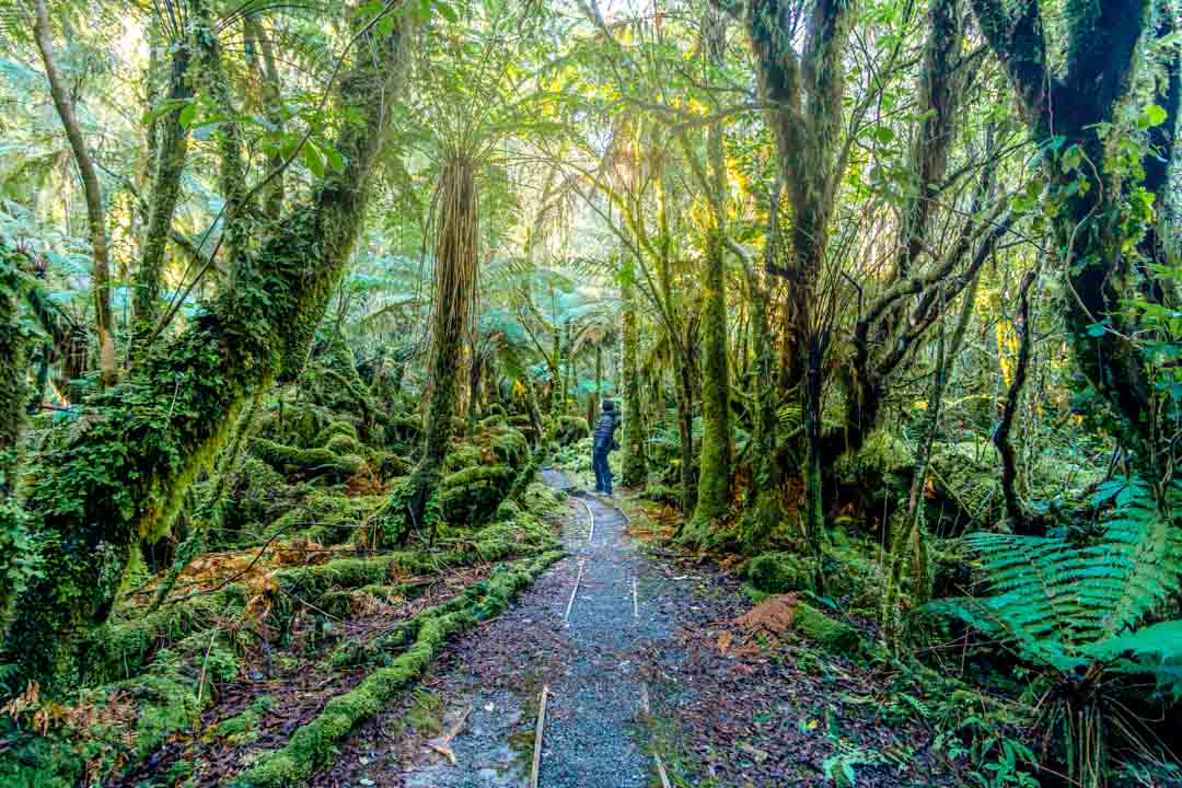 neuseeland suedinsel fox glacier regenwald neuseeland suedinsel fox glacier regenwald