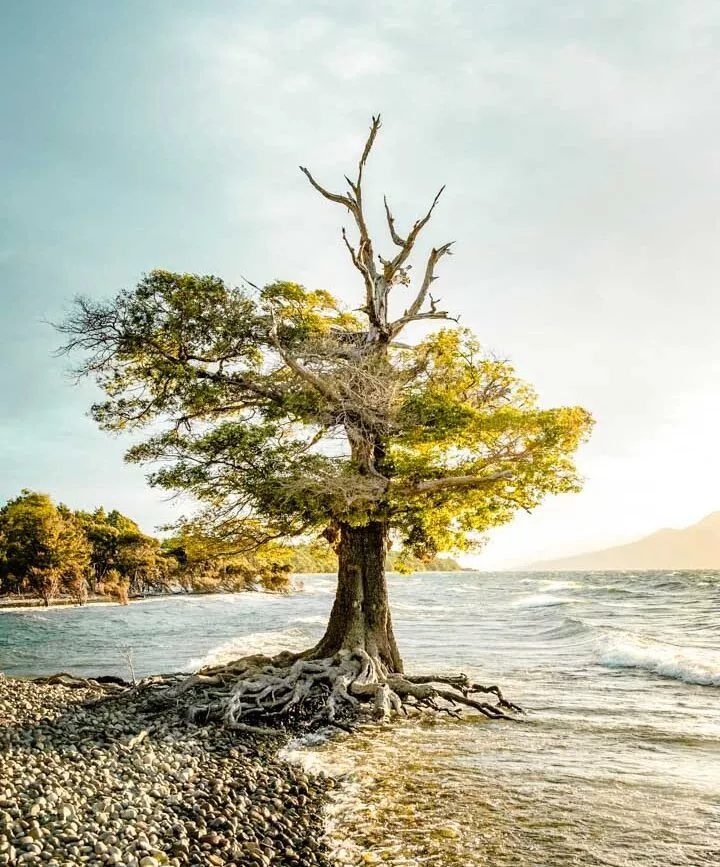 neuseeland suedinsel lake te anau baum neuseeland suedinsel lake te anau baum