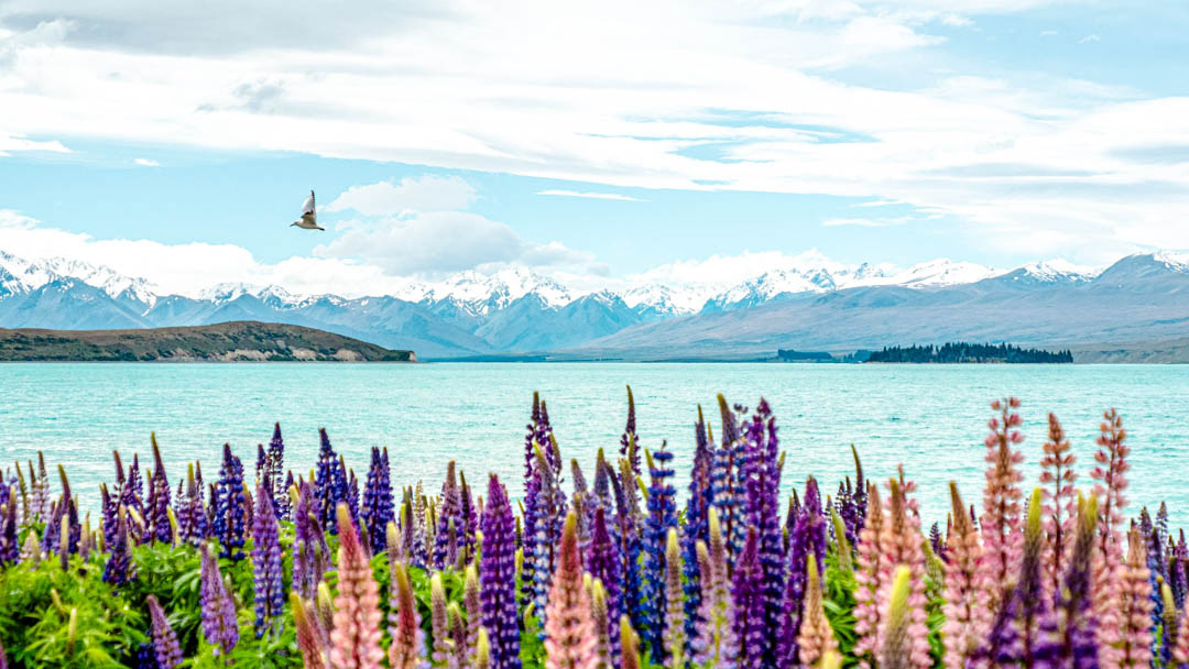 neuseeland suedinsel lake tekapo lupinen 2