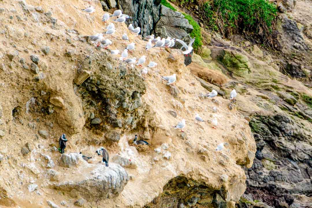 neuseeland suedinsel otago klippe voegel neuseeland suedinsel otago klippe voegel