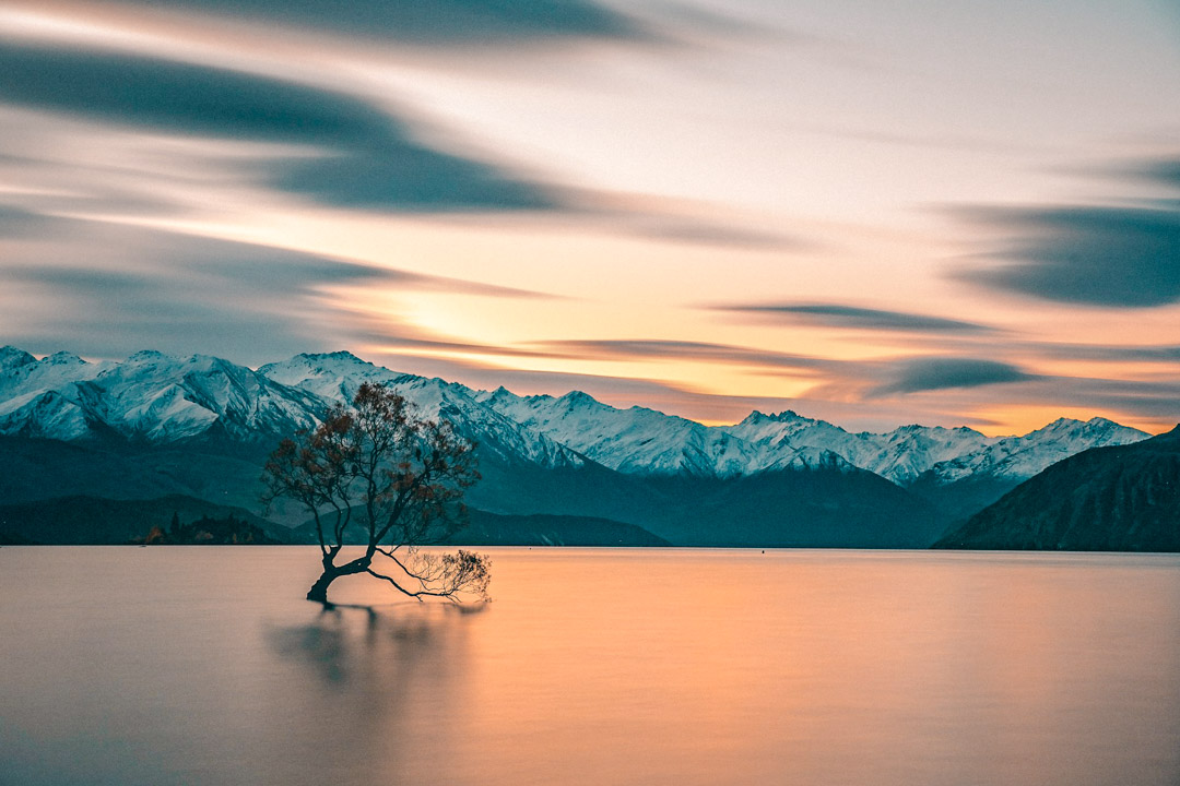 neuseeland suedinsel wanaka tree sonnenuntergang neuseeland suedinsel wanaka tree sonnenuntergang