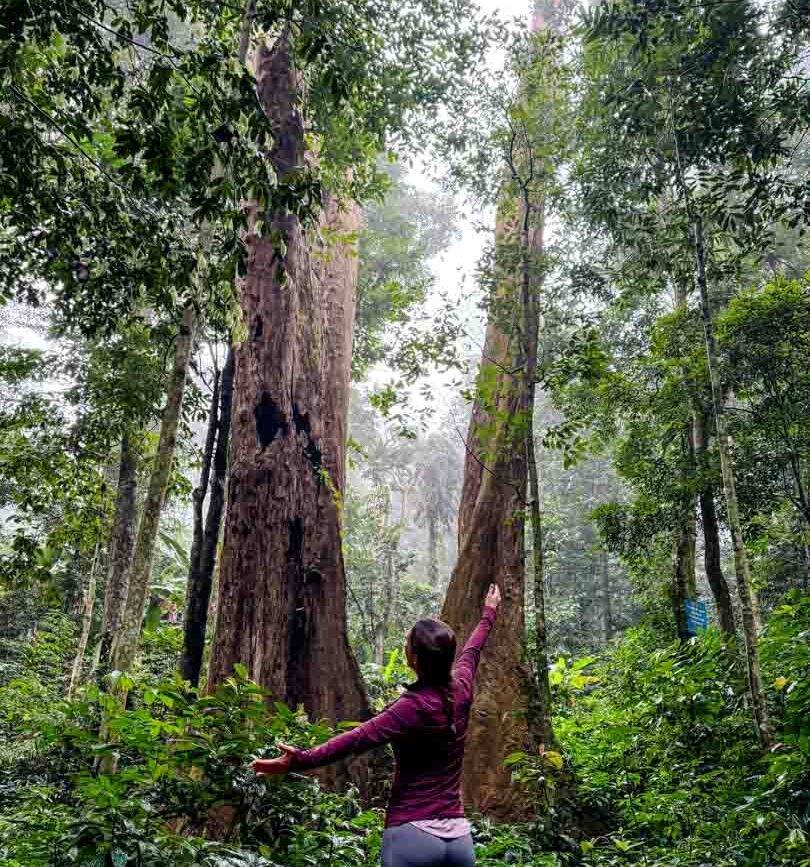 ninh binh vietnam giant trees Cuc Phuong Nationalpark Giant Tree
