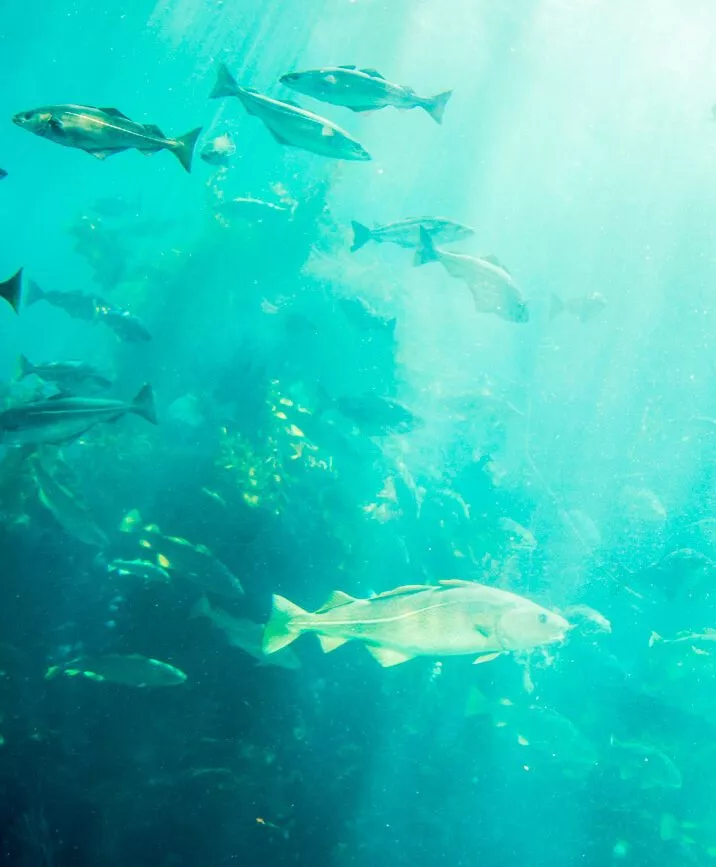 norwegen alesund atlantic sea park