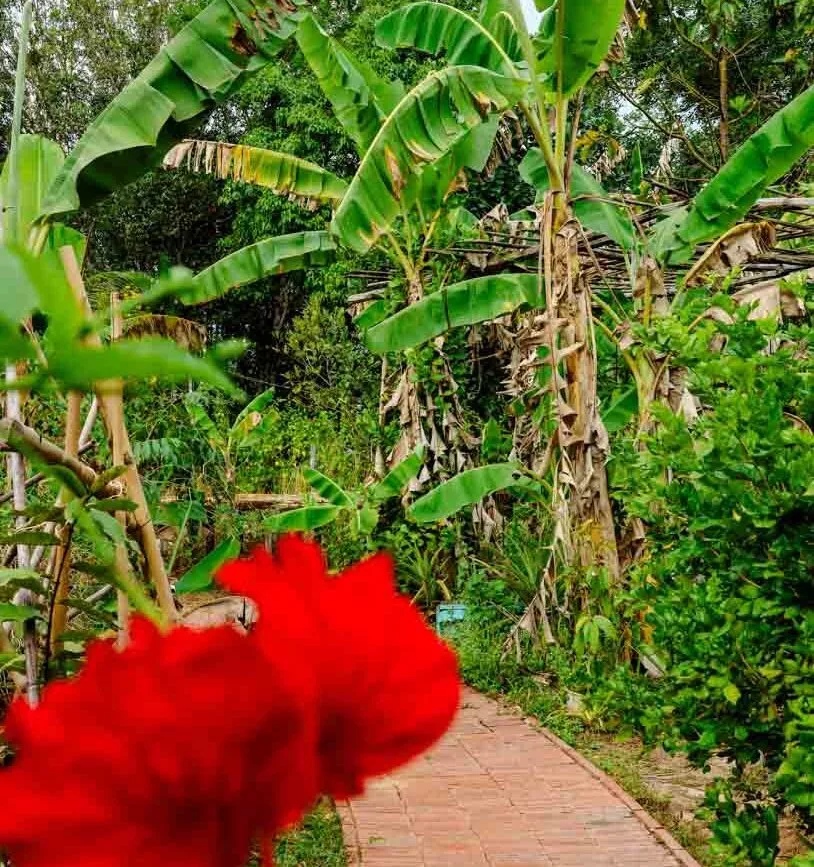 Organic Garden in der Pfefferfarm Phu Quoc