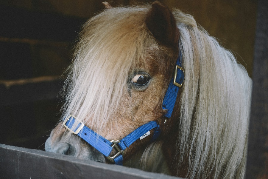 pony in der sindlinger glueckswiese