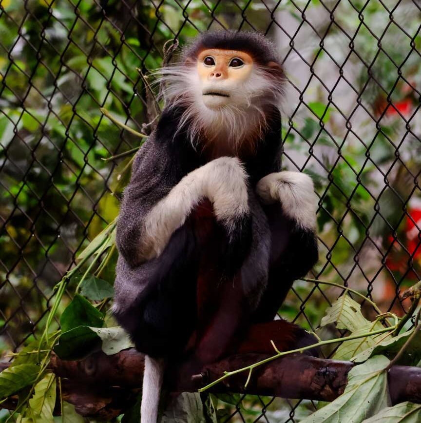 red shanked langure im engaged primate rescue center Red-shanked Langure im Engaged Primate Rescue Center