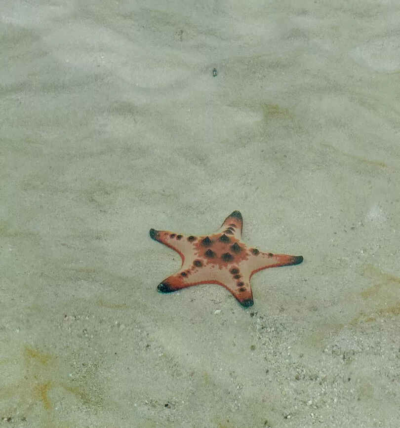 Seestern im Wasser auf Phu Quoc