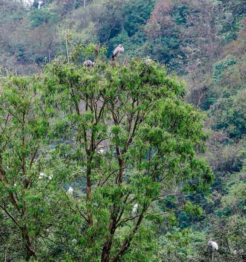 voegel beobachten im thung nham bird valley Vögel beobachten im Thung Nham Bird Valley