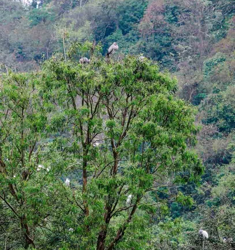 voegel beobachten im thung nham bird valley voegel beobachten im thung nham bird valley