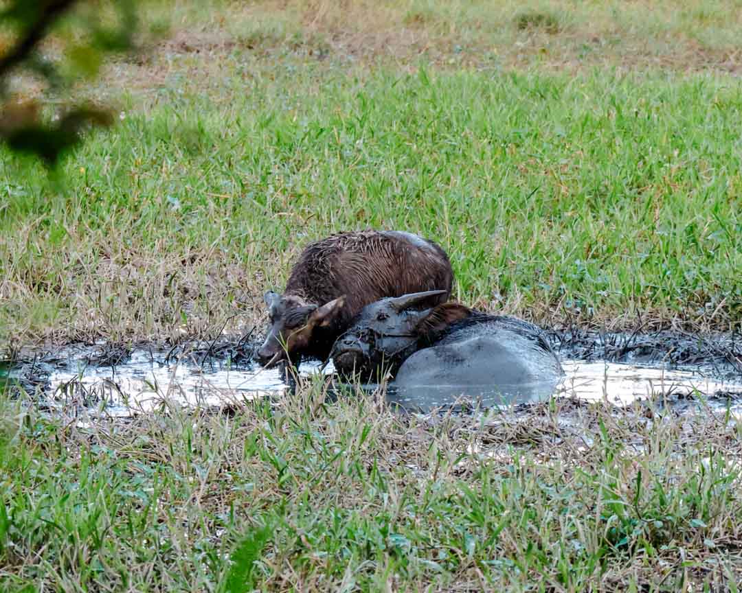 zwei wasserbueffel in einer schlammigen pfuetze in der naehe von hoi an vietnam