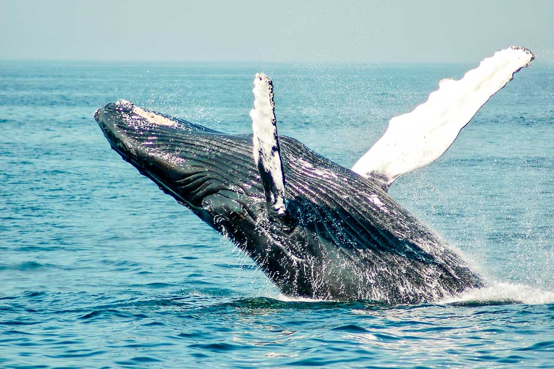neuseeland suedinsel kaikoura buckelwal
