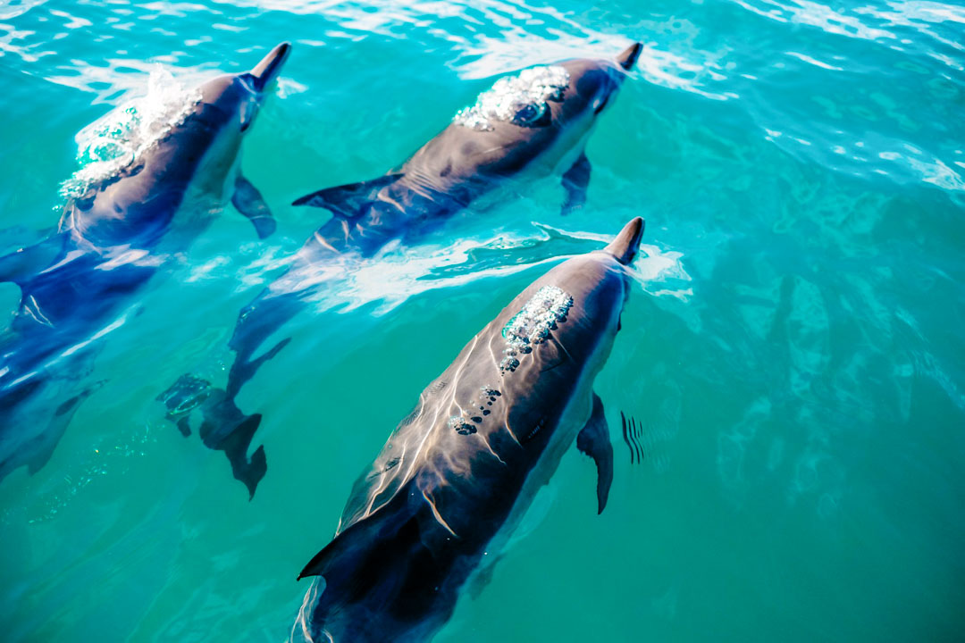 neuseeland suedinsel kaikoura delfine Neuseeland Suedinsel Kaikoura Delfine