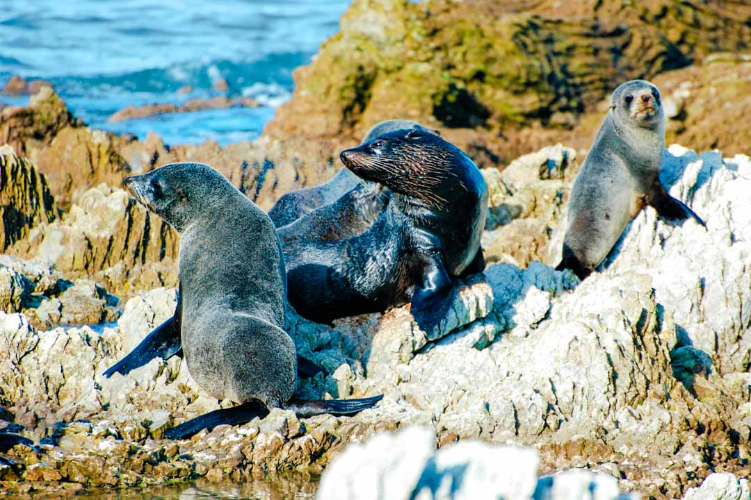 neuseeland suedinsel kaikoura peninsula walkway robbenkolonie