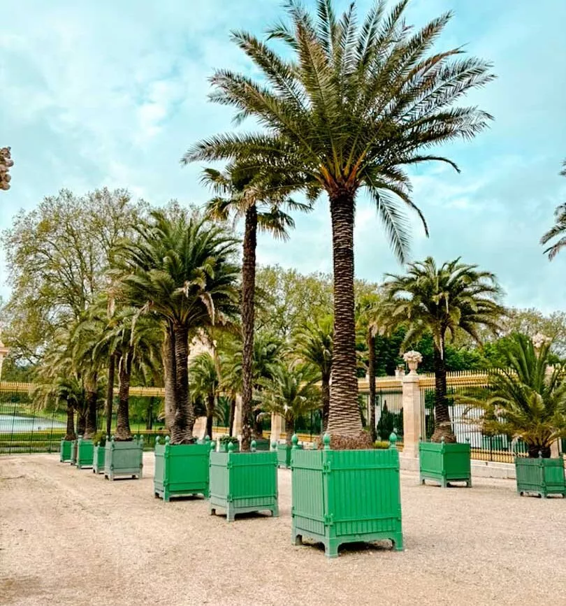 Palmen in der Orangerie in den Gärten von Versailles, Paris