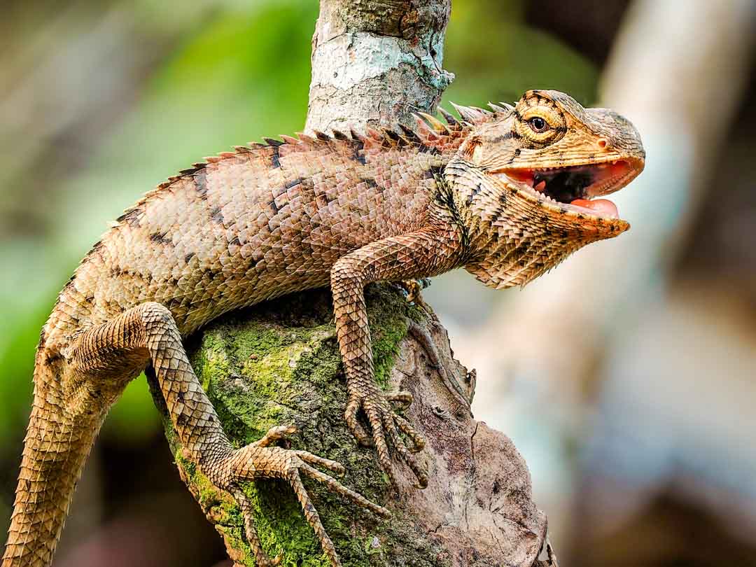 mexiko iguana mexiko iguana