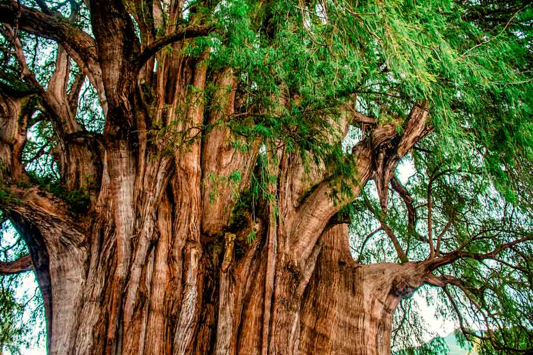 mexiko oaxaca el tule baum mexiko oaxaca el tule baum