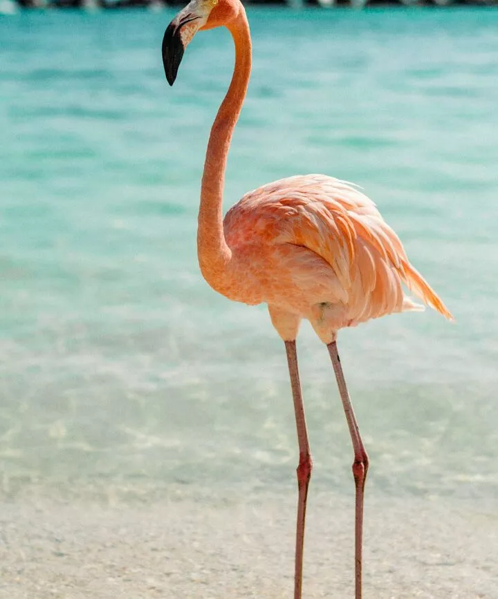 mexiko yucatan celestun flamingo 2