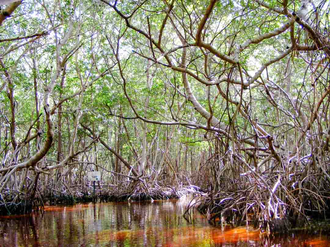 mexiko yucatan celestun mangroven mexiko yucatan celestun mangroven
