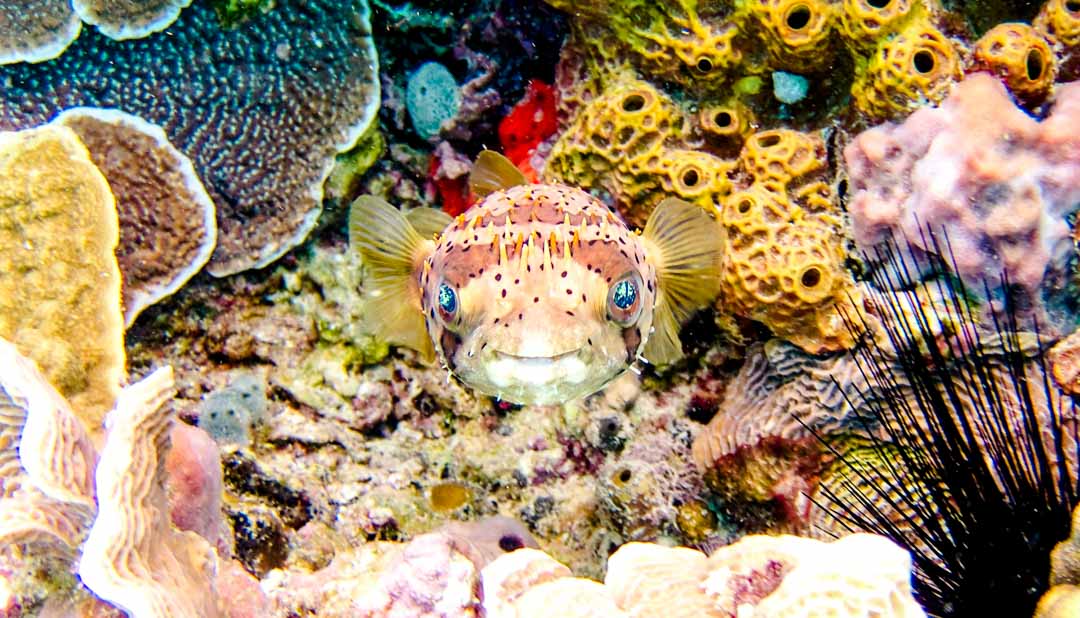 mexiko yucatan cozumel riff kugelfisch mexiko yucatan cozumel riff kugelfisch
