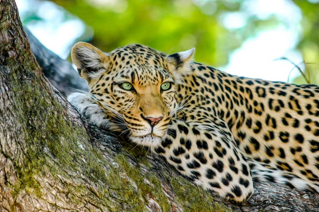 mexiko yucatan palenque leopard mexiko yucatan palenque leopard