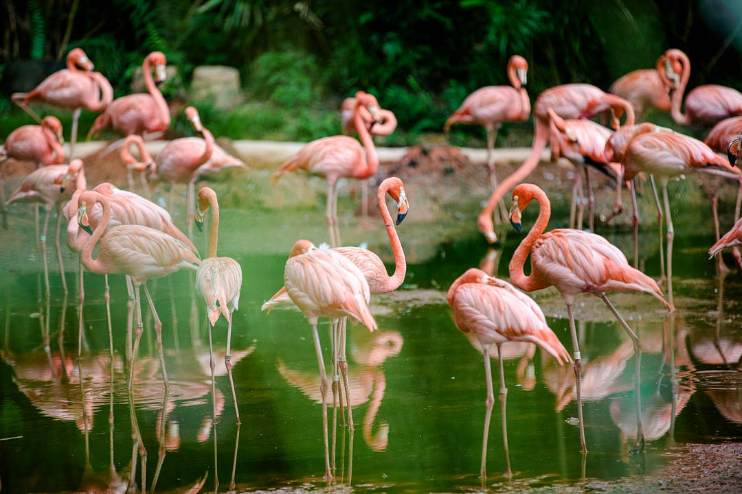 mexiko yucatan rio lagartos flamingos mexiko yucatan rio lagartos flamingos