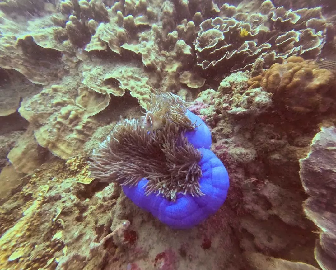 Anemone mit Nemo beim Tauchen auf Con Dao