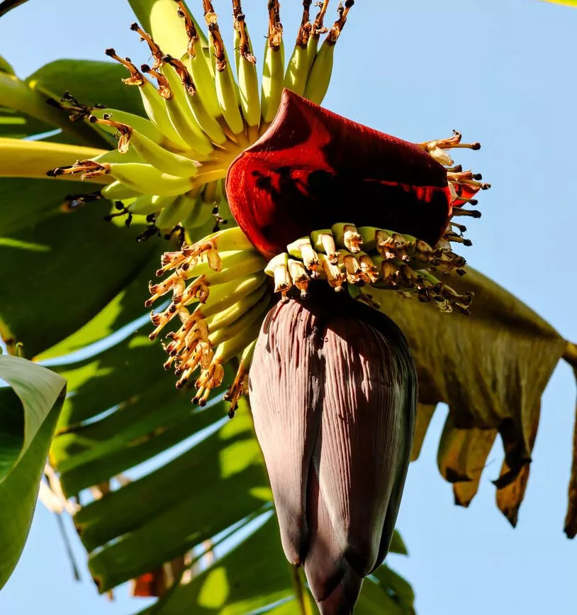 Bananenpflanze in Blüte, Can Tho, Vietnam
