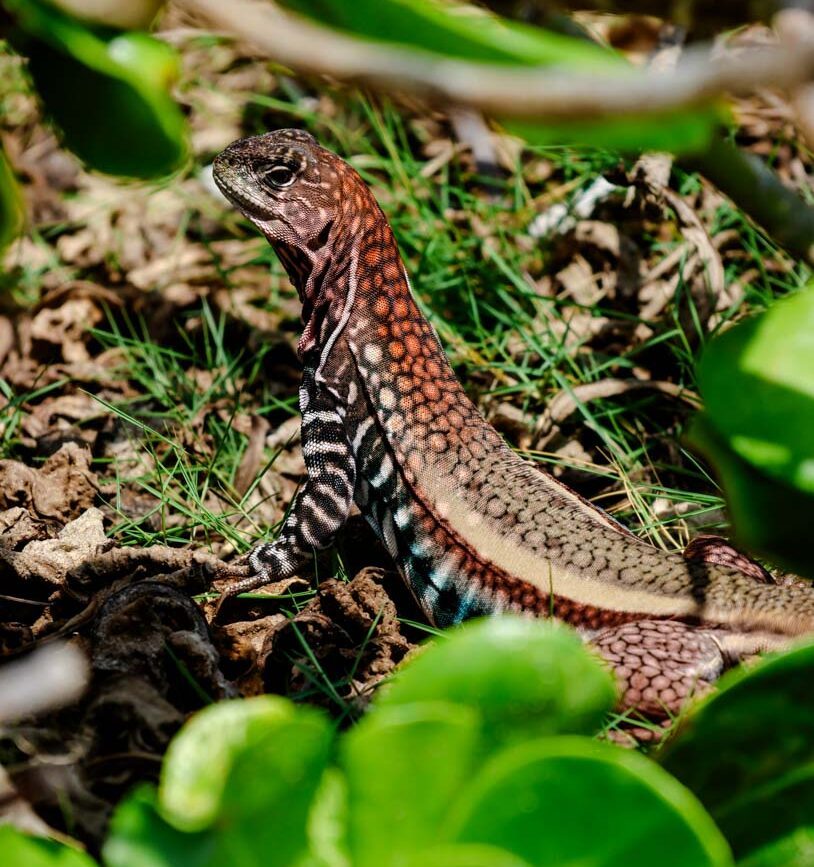 bunte eidechse auf con dao