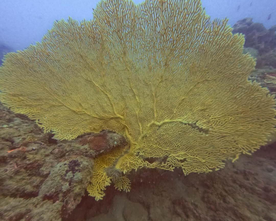 faecherkoralle beim tauchen auf con dao vietnam