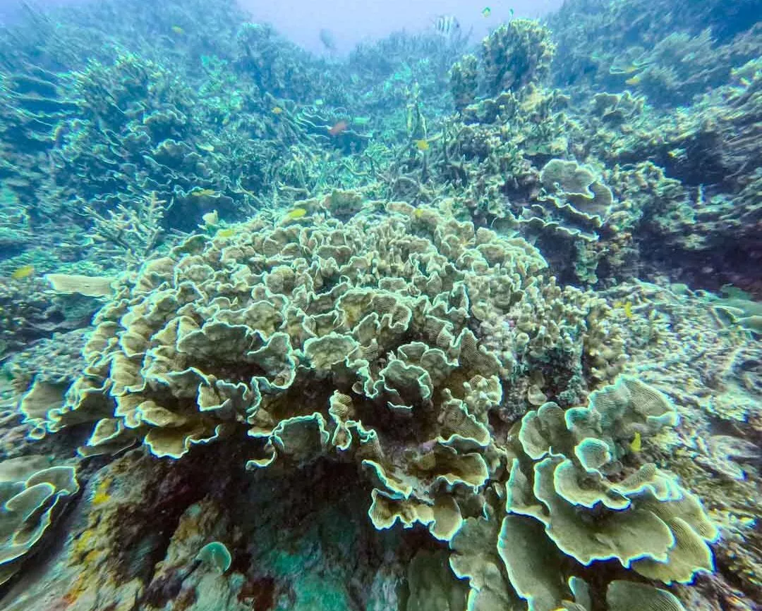 Korallenriffe bei Con Dao, Vietnam