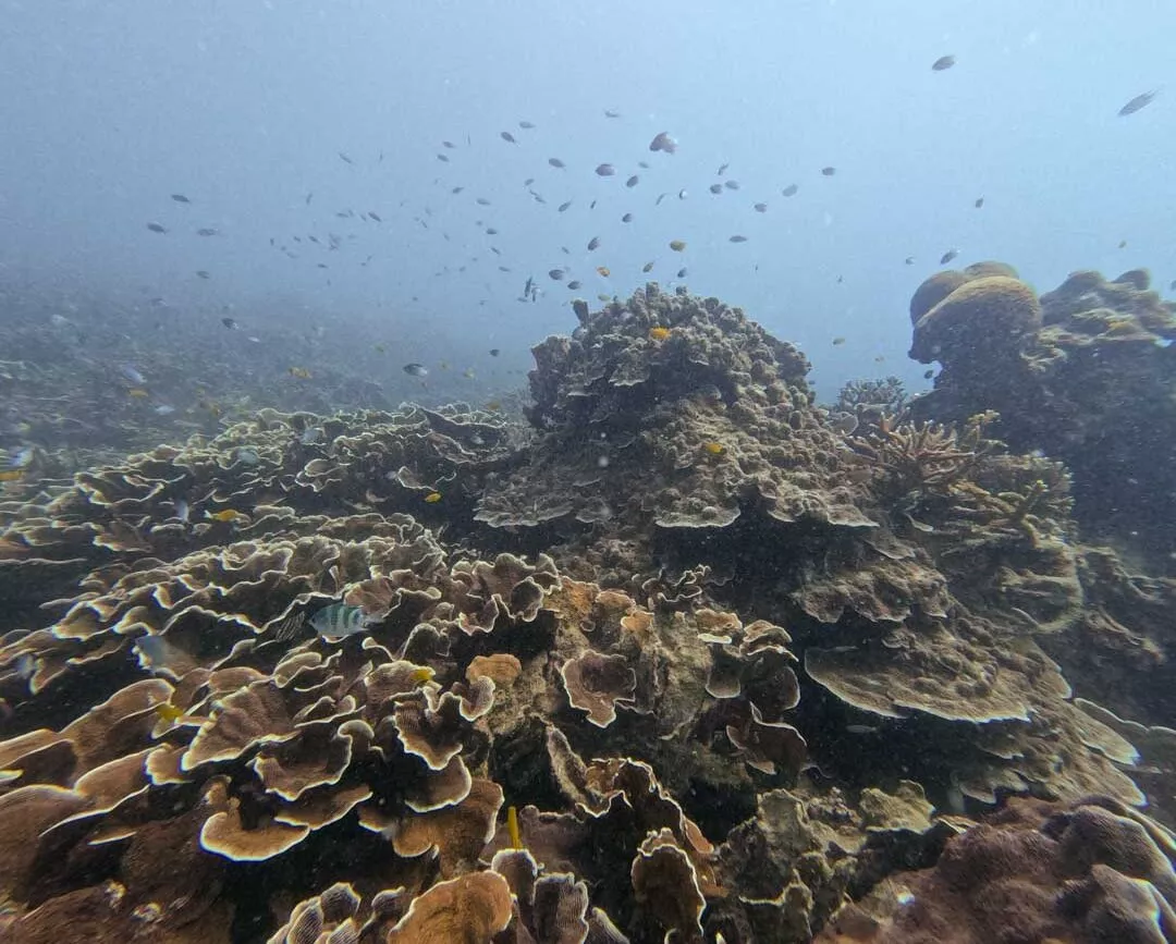 Lebendiges Korallenriff, Con Dao