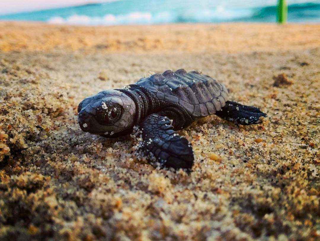 mexico puerto escondido schildkroete 2 mexico puerto escondido schildkroete 2