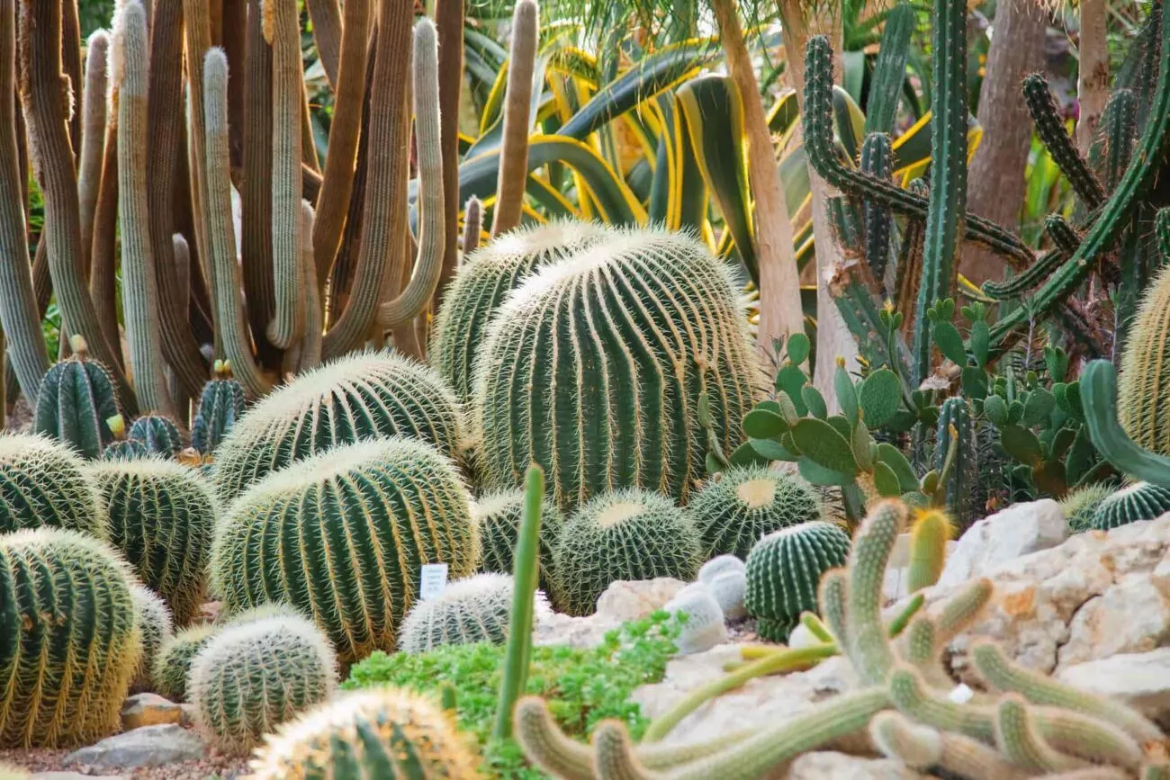 mexiko kakteen im charco del ingenio mexiko kakteen im charco del ingenio
